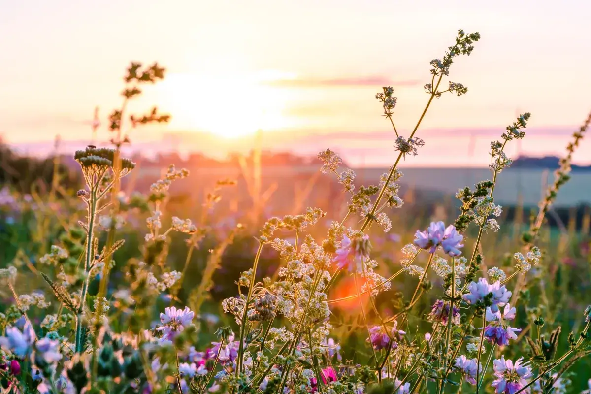 Abgrenzung Pollenallergie von anderen Allergieformen Eine blĂĽhende Wiese im Sonnenlicht