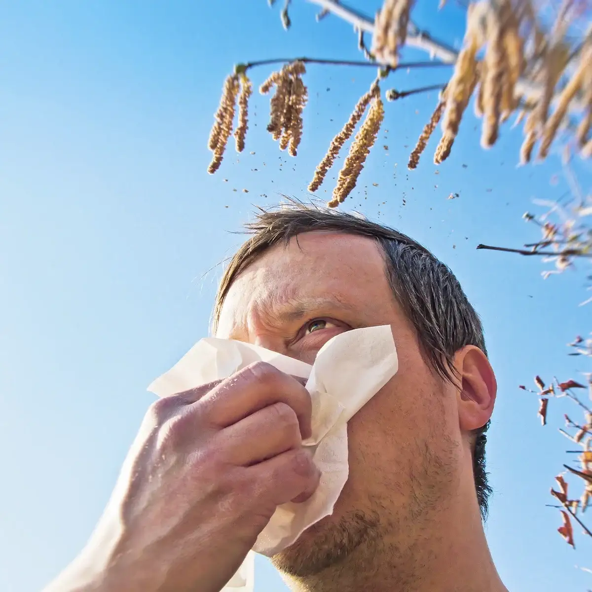 Eine männliche Person unter einem blühenden Strauch putzt sich die Nase