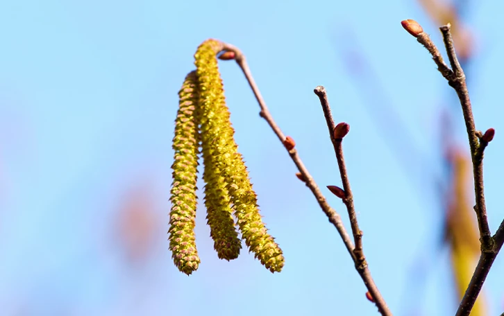 Anwendungsgebiete Haselallergie HaselblĂĽte am Strauch