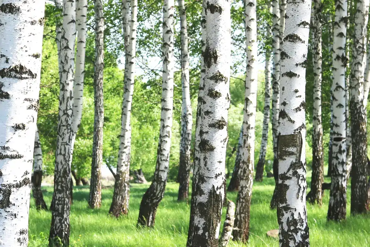 Birkenpollenallergie in Deutschland Ein Birkenwald