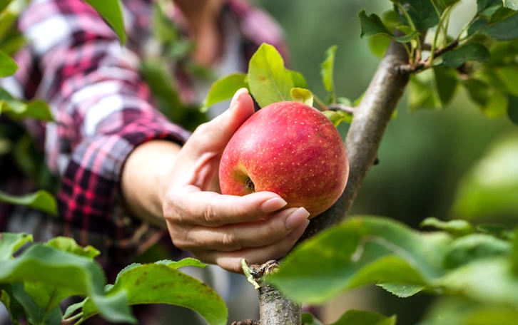 Birkenpollenallergie Kreuzallergie auf rohe Äpfel Jemand pflügt einen Apfel vom Baum