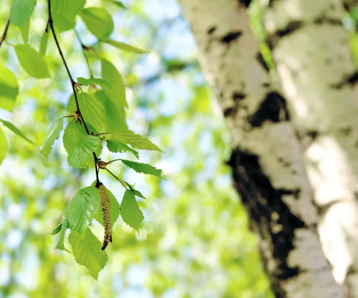 Birkenblüte an einem Baum