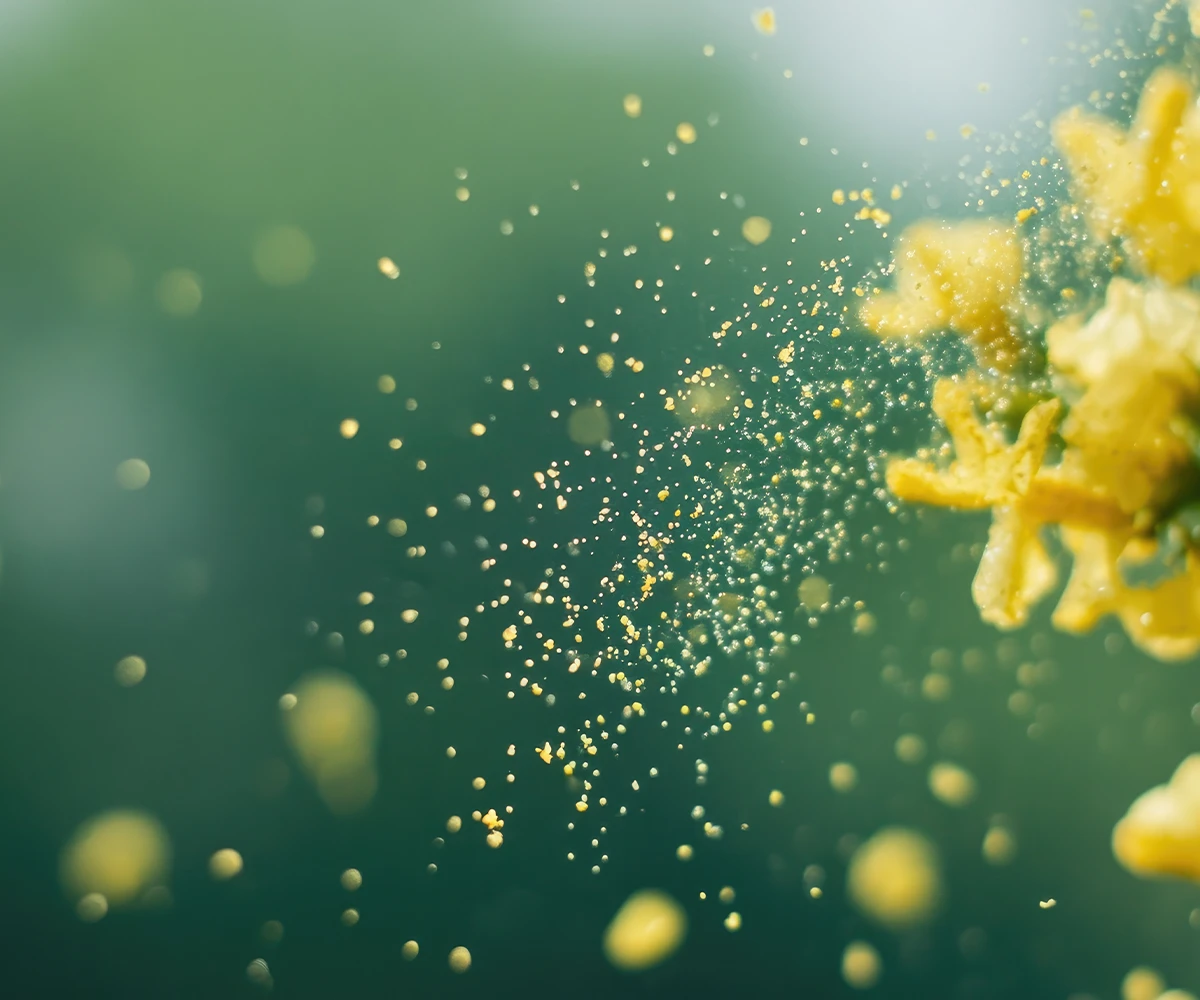Schematische Dartstellung von Pollen um eine Blüte