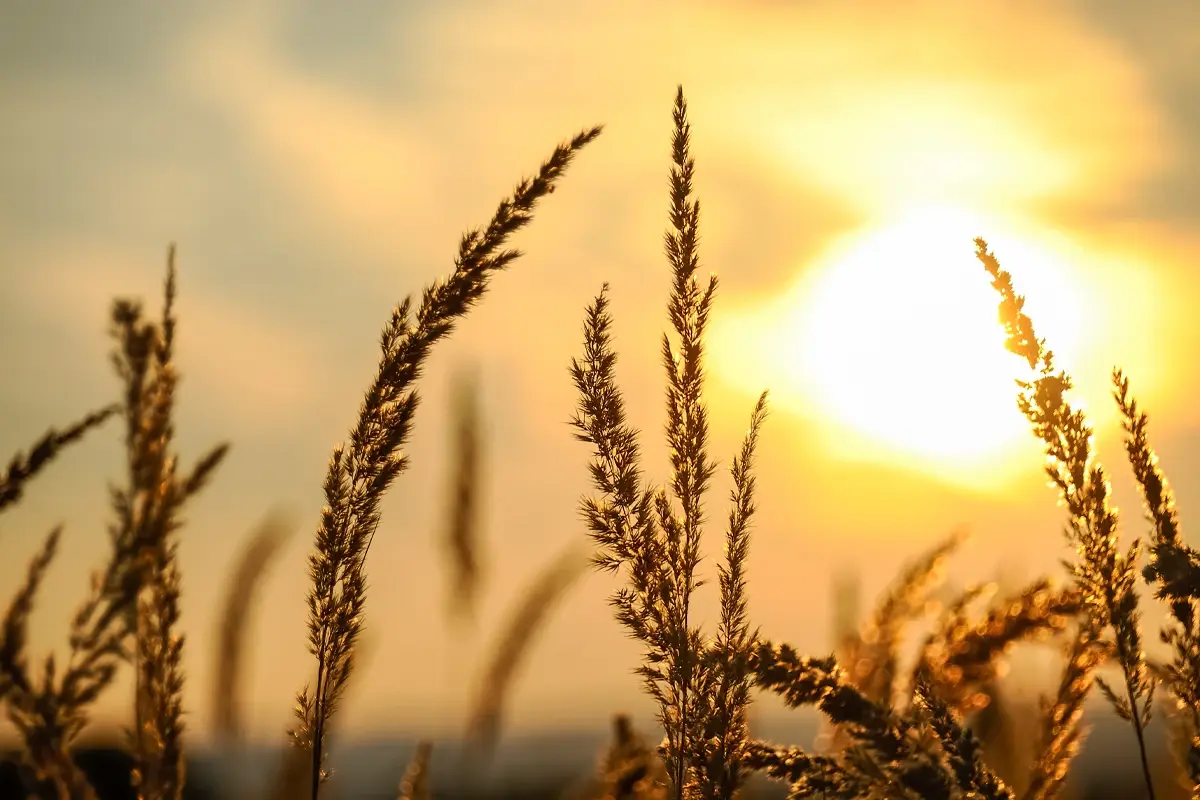 Getreideähren gegen die Sonne fotografiert
