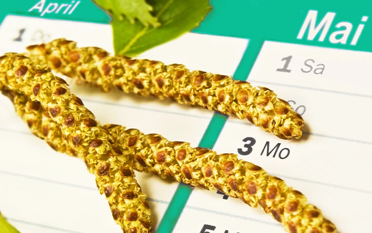 Pollenflugkalender Symptome im Griff halten BlĂĽtenpollen vor einem Kalender