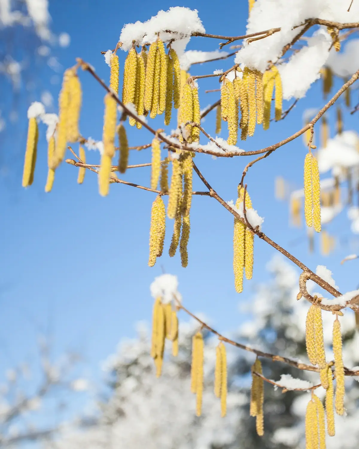 Saisonale Belastung durch Haselpollen Ein Schneebedeckter Haselstrauch mit BlĂĽten