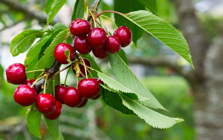 Typische Kreuzallergie Auslöser Kirschen Kirschen an einem Baum