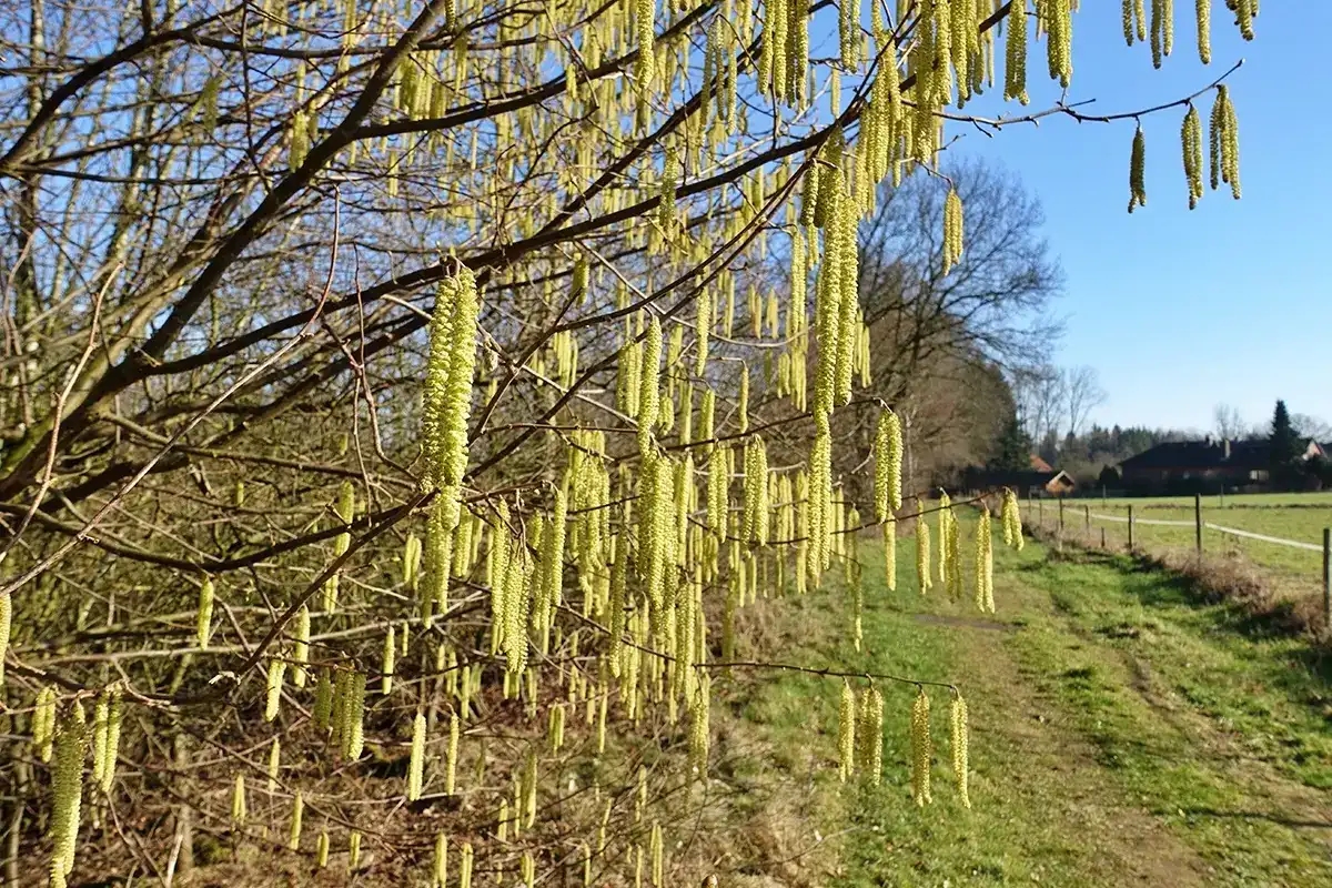 Verbreitung und Saison der Haselallergie Ein größer blühender Haselstrauch am Wegesrand