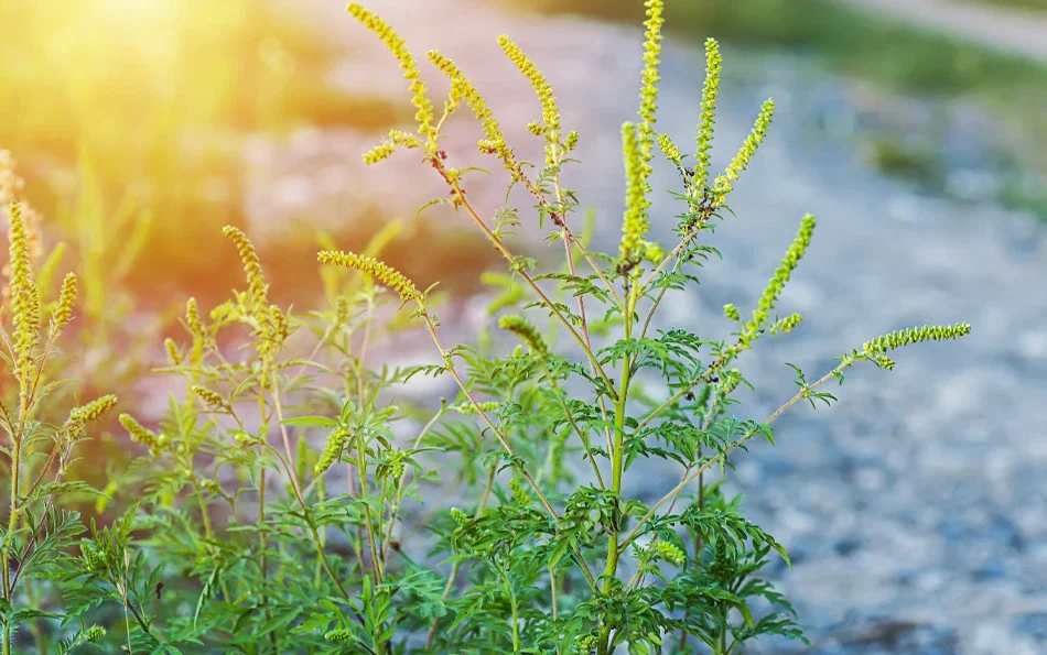 Eine blühende Pflanze im Sonnenschein